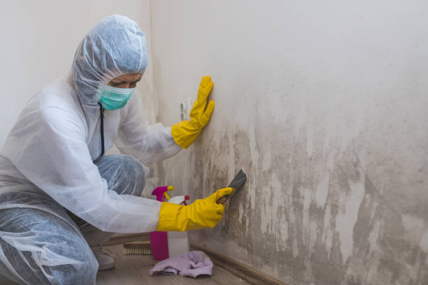 Best Attic Mold Removal  in Yeadon, PA