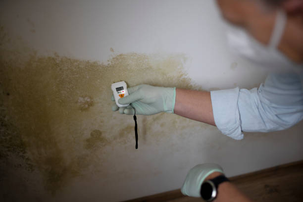 Best Residential Mold Removal  in Yeadon, PA