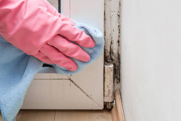 Best Crawl Space Mold Removal  in Yeadon, PA